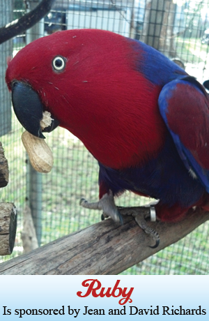 Ruby 